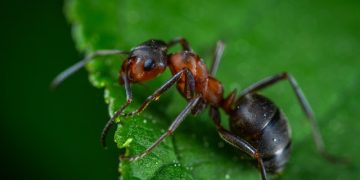 Karıncalar Hakkında İlginç Bilgiler