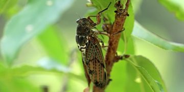 Ağustos Böceği Hakkında Doğadan Bilgiler