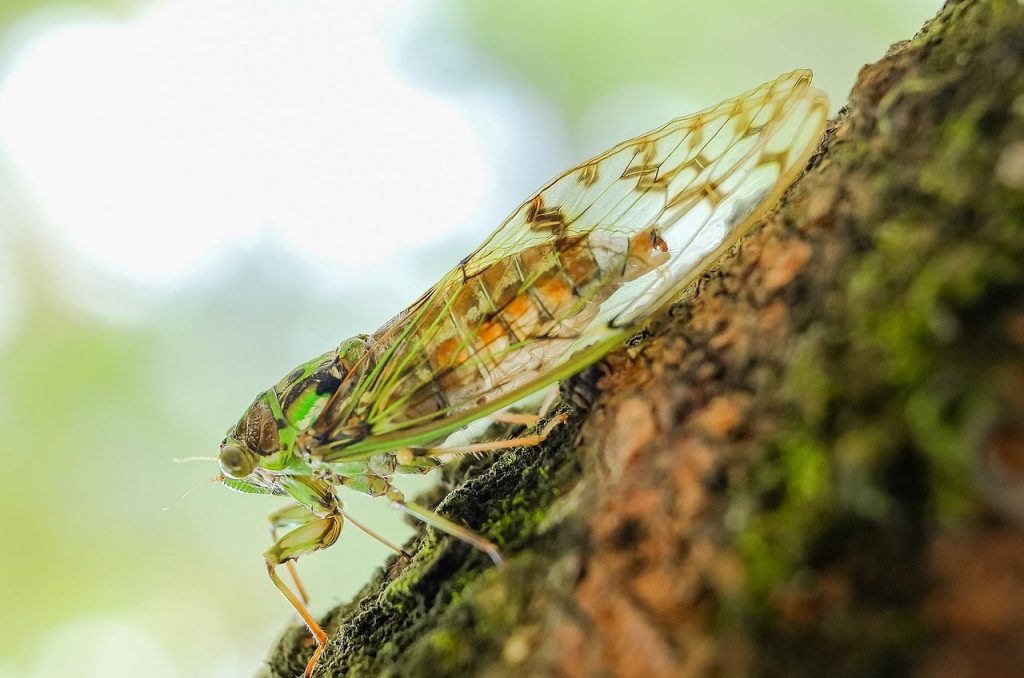 Ağustos Böceği Özellikleri Hakkında İlginç Bilgiler