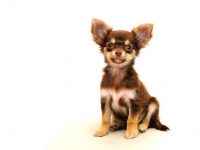 Chihuahua Köpeği