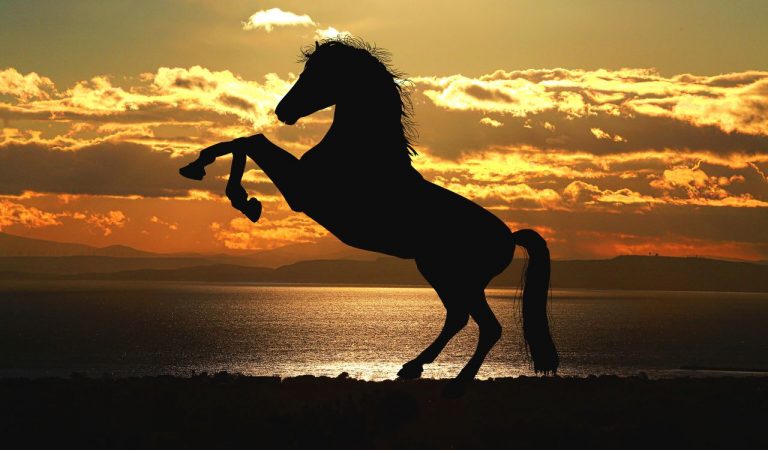 Atlar Hakkında En İlginç 20 Bilgi