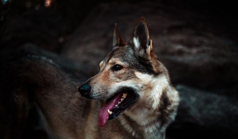 Alman Çoban Köpeği Hakkında Köpeksel Bilgiler